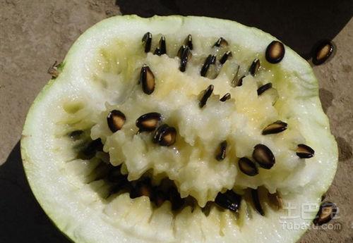 籽瓜怎么吃不会胖,轻松享瘦秘诀大公开