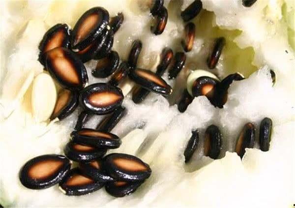 籽瓜怎么吃不会胖,轻松享瘦秘诀大公开 第3张 籽瓜怎么吃不会胖,轻松享瘦秘诀大公开 第3张