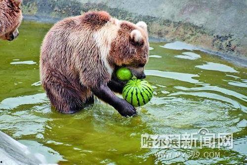动物园吃瓜动物,揭秘动物们的悠闲生活  第1张