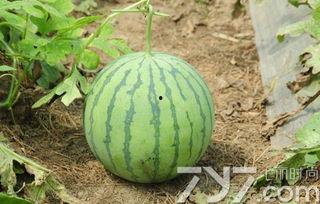 瓜不熟别吃,适时而食——瓜不熟别吃的智慧 第1张 瓜不熟别吃,适时而食——瓜不熟别吃的智慧 第1张