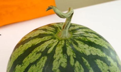 瓜不熟别吃,适时而食——瓜不熟别吃的智慧 第2张 瓜不熟别吃,适时而食——瓜不熟别吃的智慧 第2张