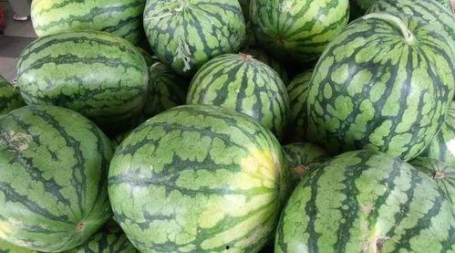 瓜不熟别吃,适时而食——瓜不熟别吃的智慧 第3张 瓜不熟别吃,适时而食——瓜不熟别吃的智慧 第3张