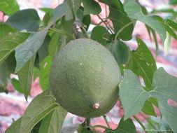 杨咩咩吃瓜,揭秘娱乐圈幕后故事 第3张 杨咩咩吃瓜,揭秘娱乐圈幕后故事 第3张