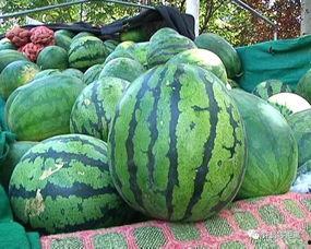 水汽大的瓜怎么吃,水汽丰富瓜果的多样食用方法探索 第1张 水汽大的瓜怎么吃,水汽丰富瓜果的多样食用方法探索 第1张