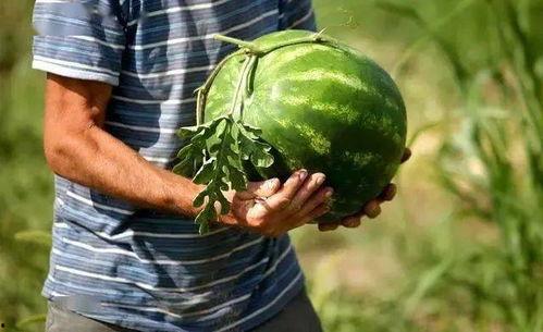 掌瓜可以吃,解锁美味新选择 第3张 掌瓜可以吃,解锁美味新选择 第3张