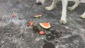 狗狗在吃瓜  第1张