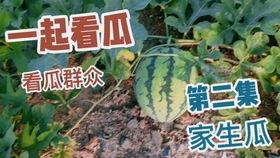 吃大瓜真香,网络热词背后的文化现象  第1张