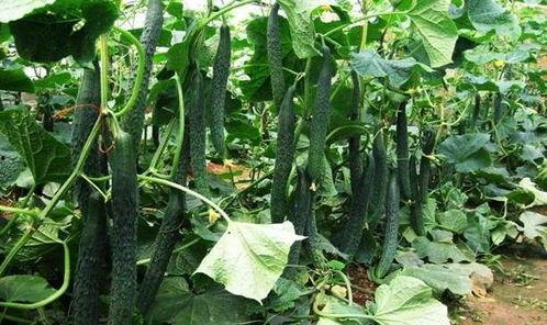 立夏吃瓜啥意思,探寻传统习俗中的美食智慧  第3张