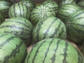 地瓜花吃瓜,甜蜜瓜果满园