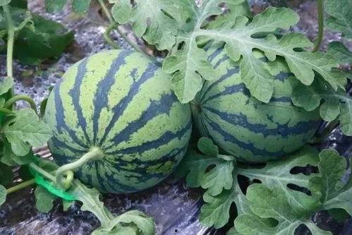 全国吃瓜网,揭秘娱乐圈幕后故事,带你领略娱乐风云变幻 第2张 全国吃瓜网,揭秘娱乐圈幕后故事,带你领略娱乐风云变幻 第2张