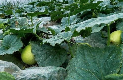 郑州地产吃瓜事件,一场吃瓜群众的全民围观 第2张 郑州地产吃瓜事件,一场吃瓜群众的全民围观 第2张