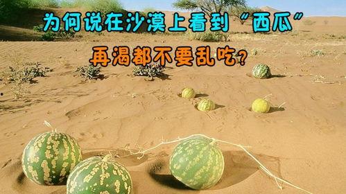 吃瓜后很渴,畅饮解渴——夏日消暑新体验  第3张