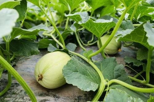 小苏吃瓜系统  第2张