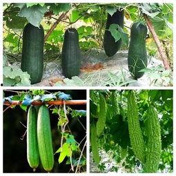 吃瓜高手代表什么,网络时代的舆论观察者与传播者  第3张