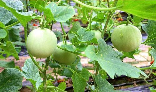 陕西国防吃瓜,吃瓜群众视角下的军事实力揭秘  第2张