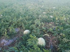 陕西国防吃瓜,吃瓜群众视角下的军事实力揭秘  第3张