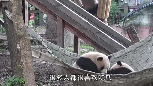 大熊猫吃瓜群众