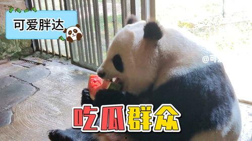 大熊猫吃瓜群众  第2张